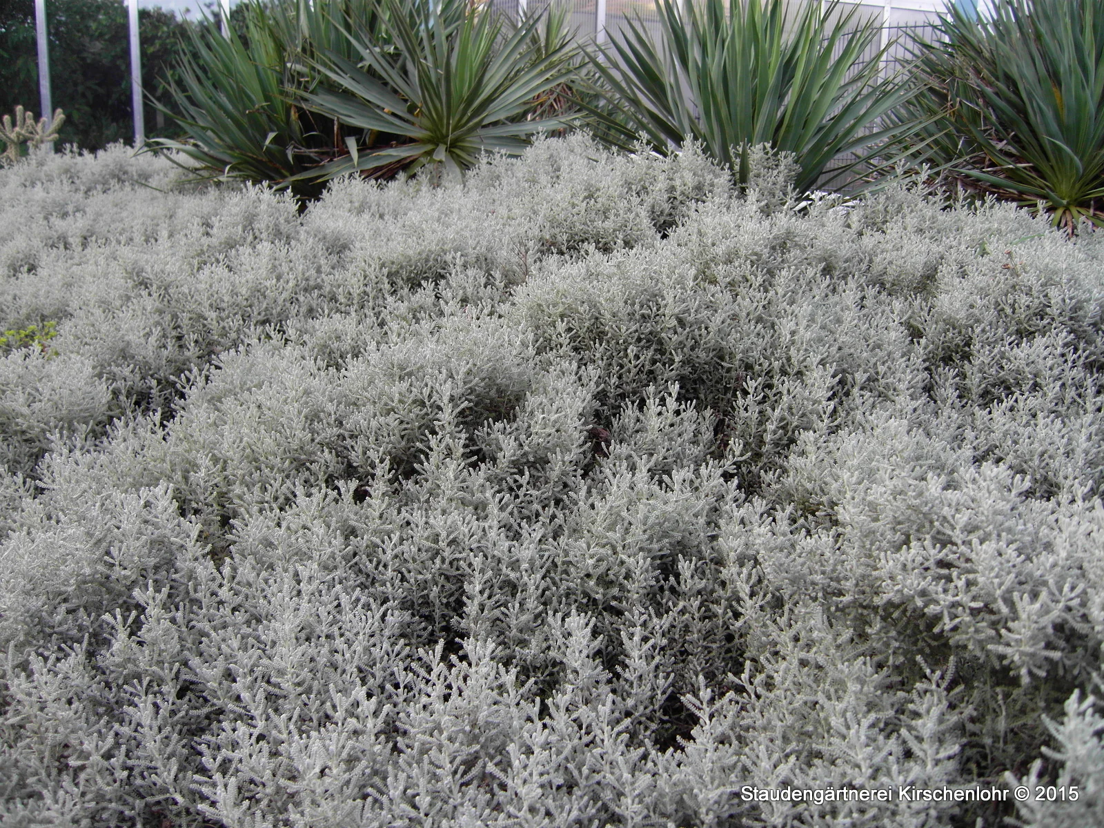 Santolina chamaecyparissus