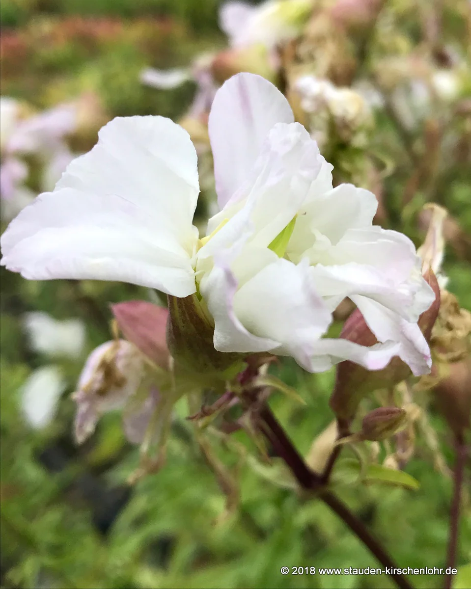 Saponaria officinalis 'Alba Plena'