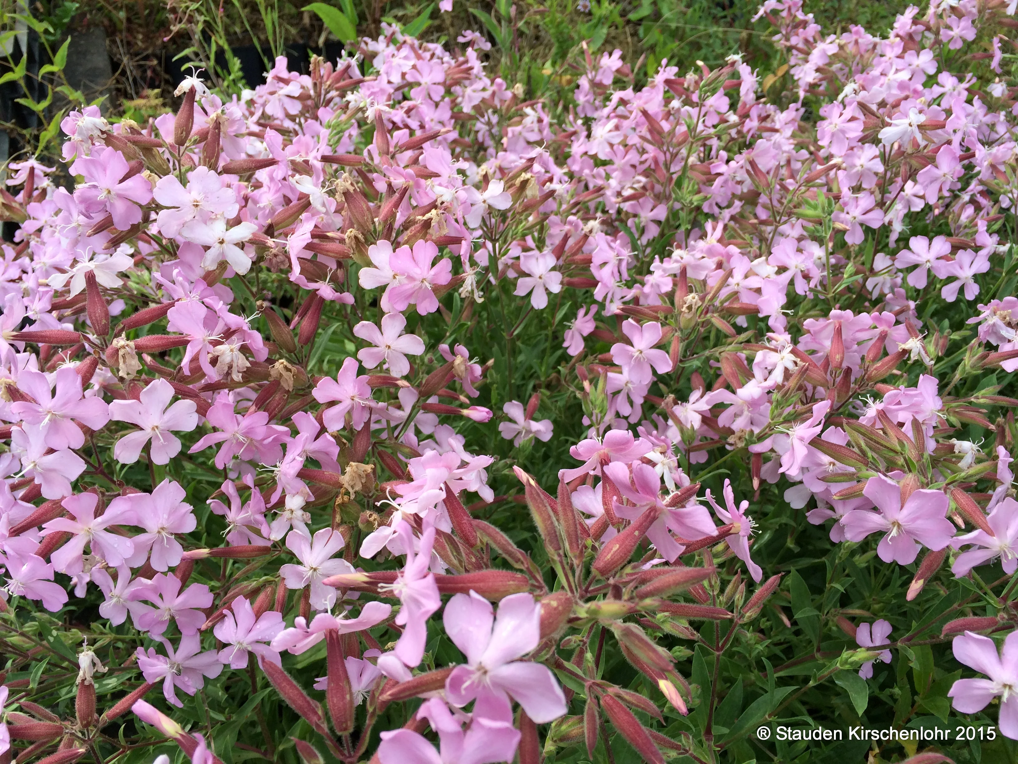 Saponaria x lempergii 'Max Frei'