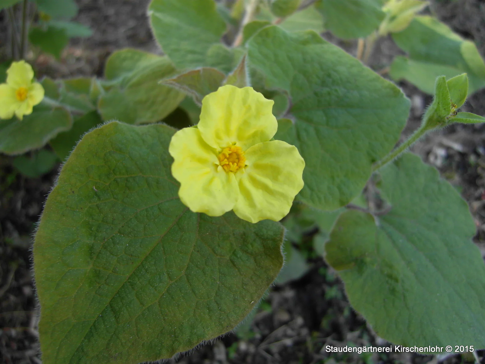 Saruma henryi