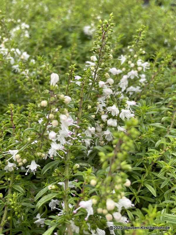 Satureja spicigera