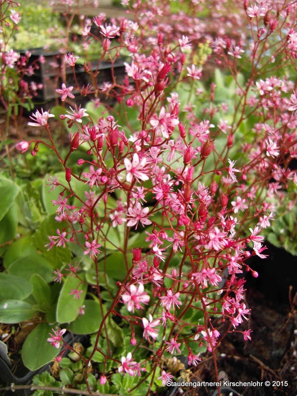 Saxifraga x urbium