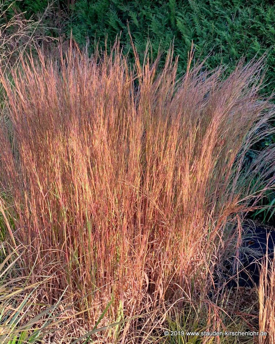 Schizachyrium scoparium 'Cairo'