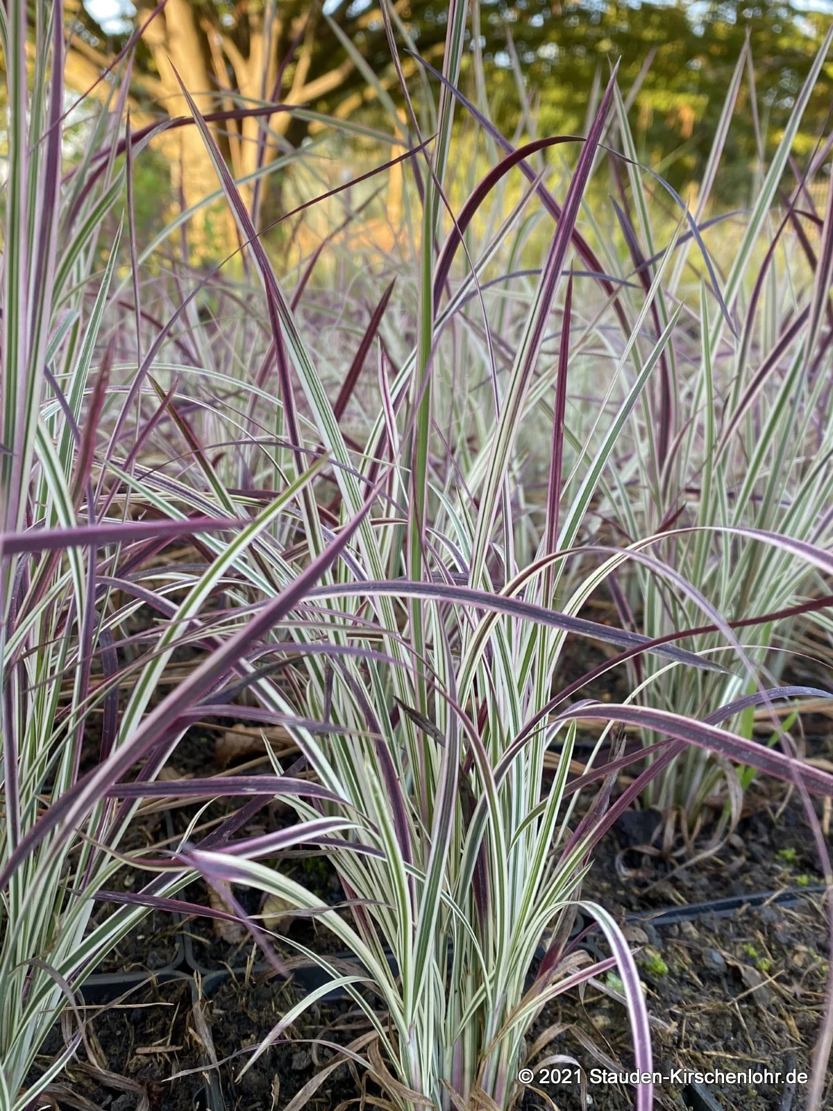 Schizachyrium scoparium 'Chameleon' ®