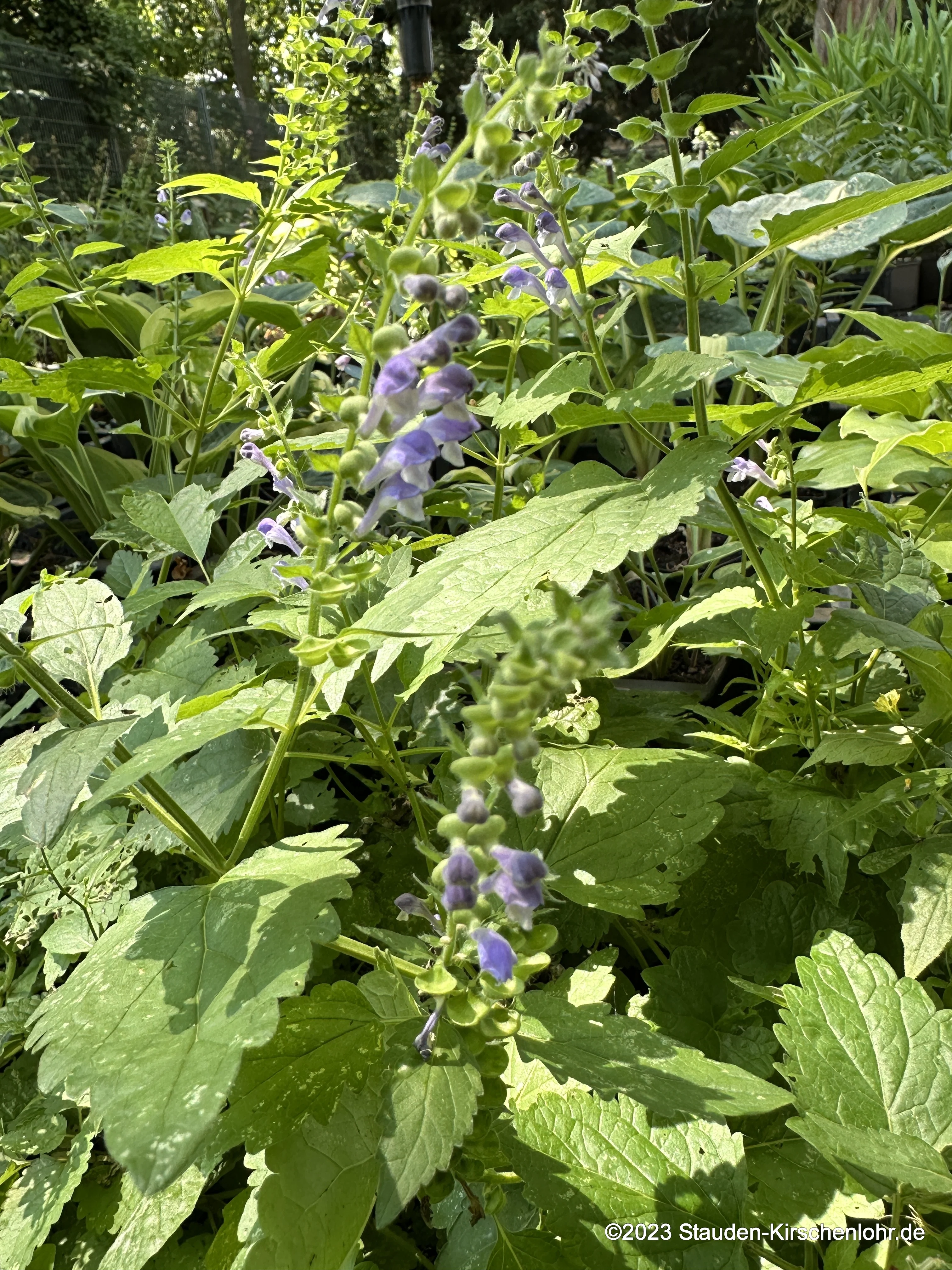Scutellaria altissima