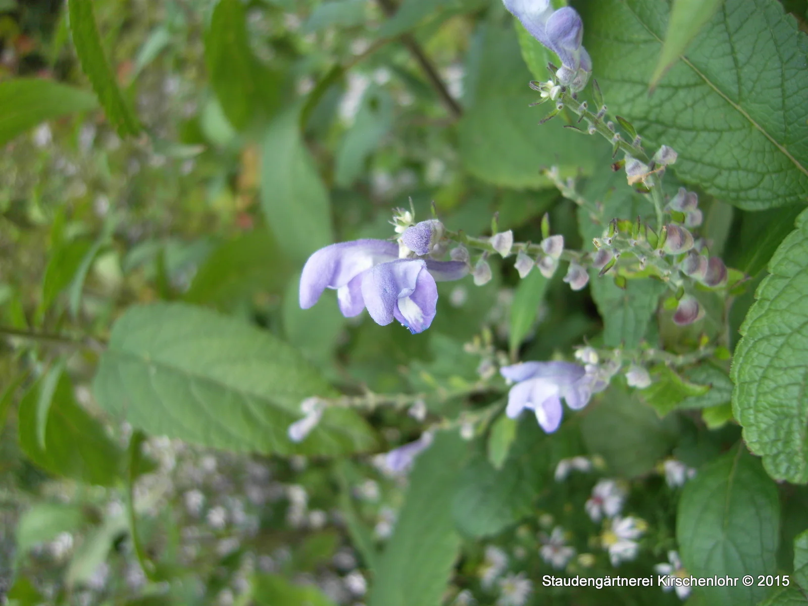 Scutellaria incana