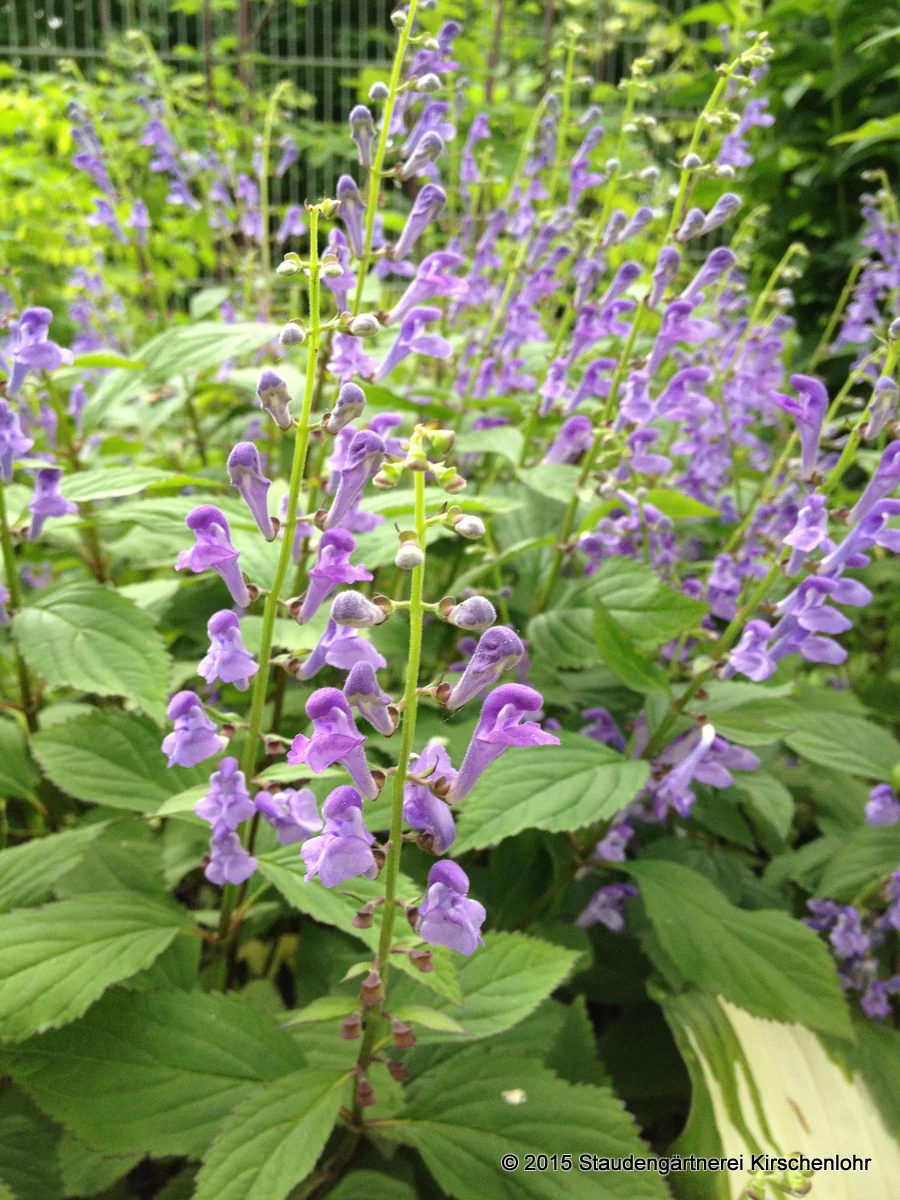 Scutellaria serrata