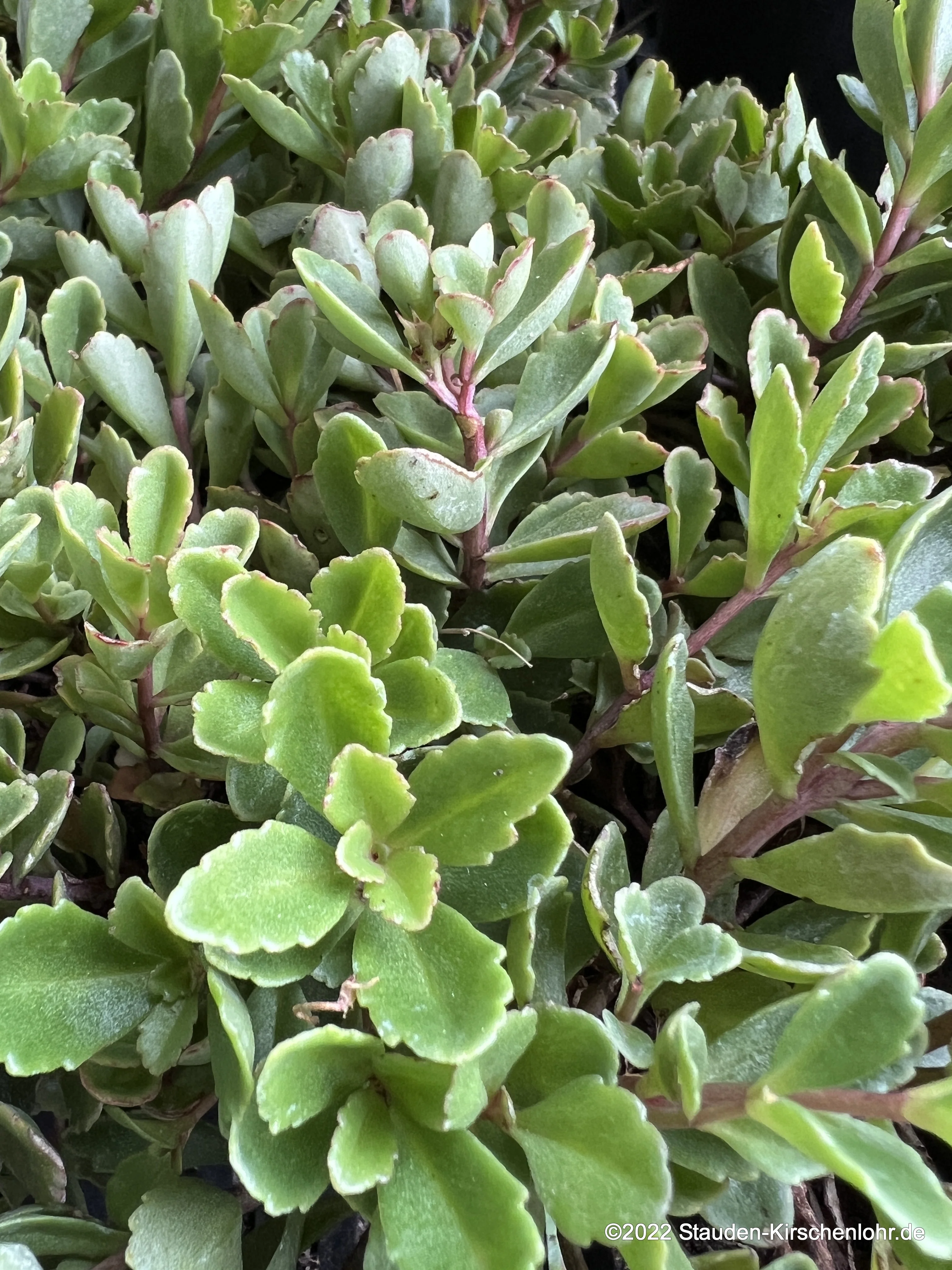 Sedum ternatum