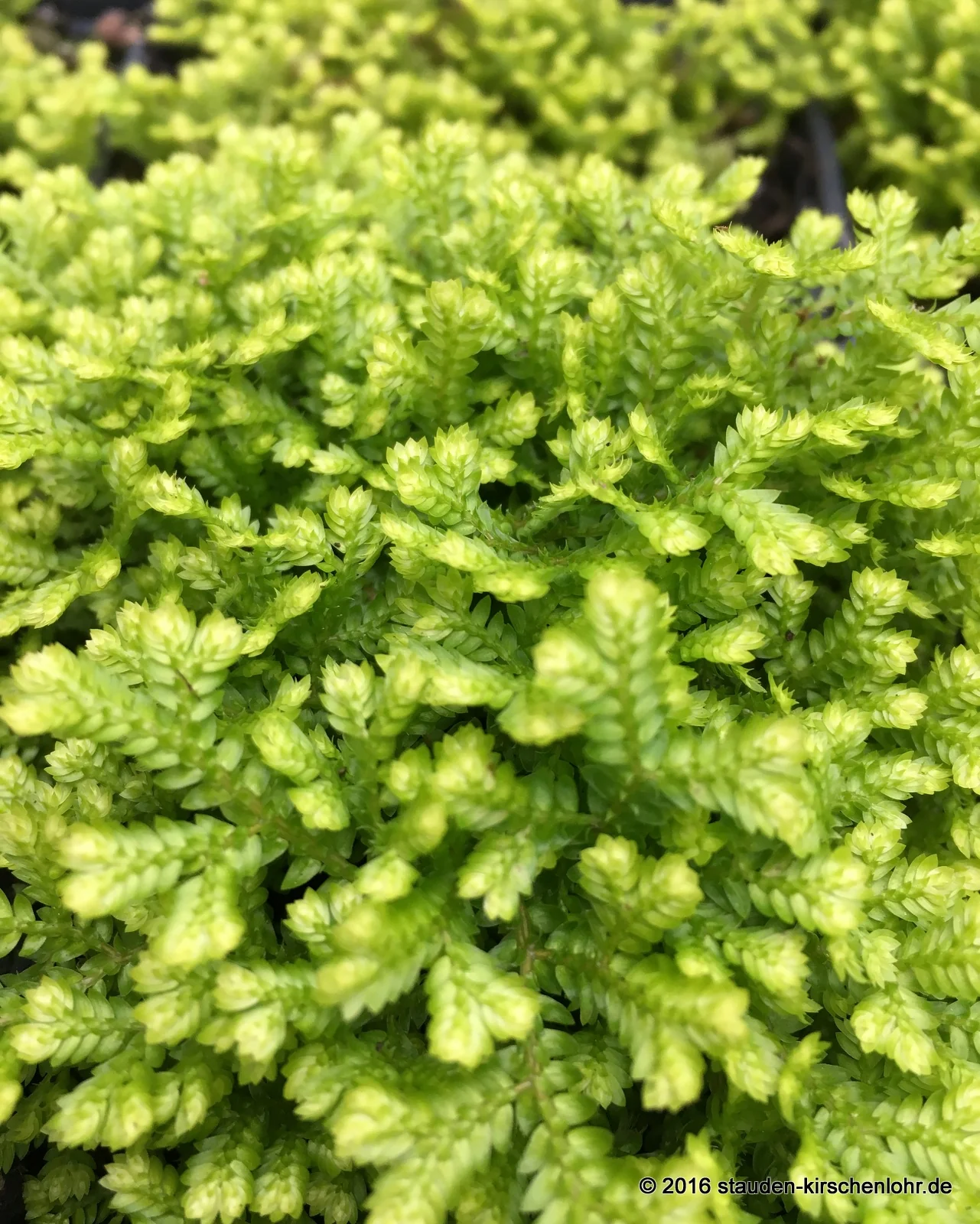 Selaginella kraussiana 'Aurea'