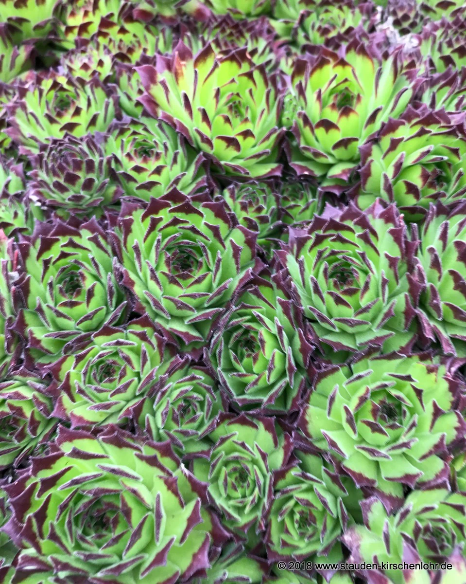 Sempervivum 'Chivalry'