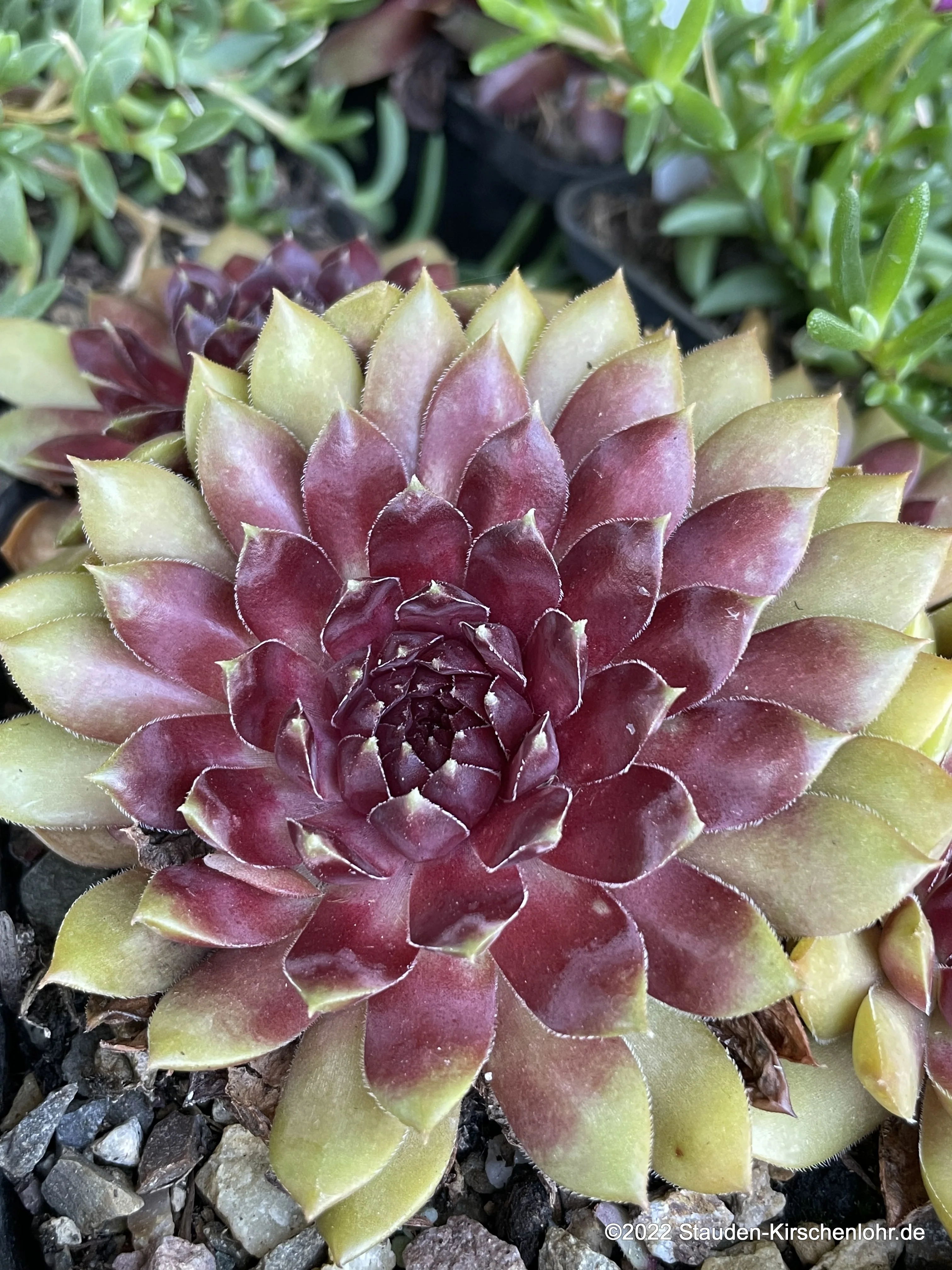 Sempervivum 'Dr Fritz Köhlein'