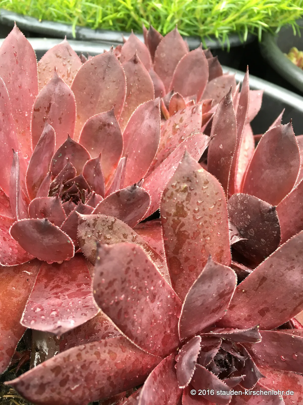 Sempervivum 'Leopold'