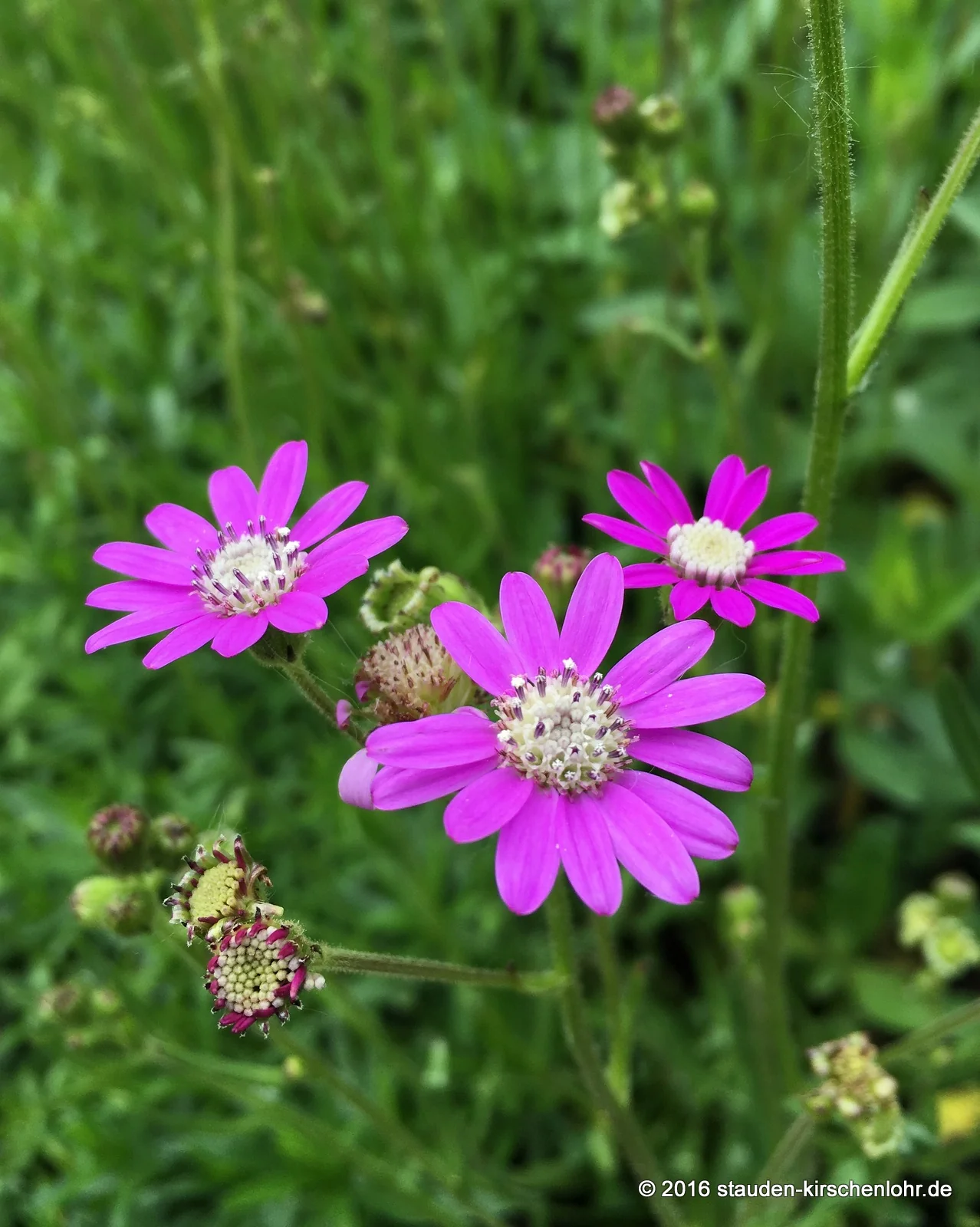 Senecio polyodon