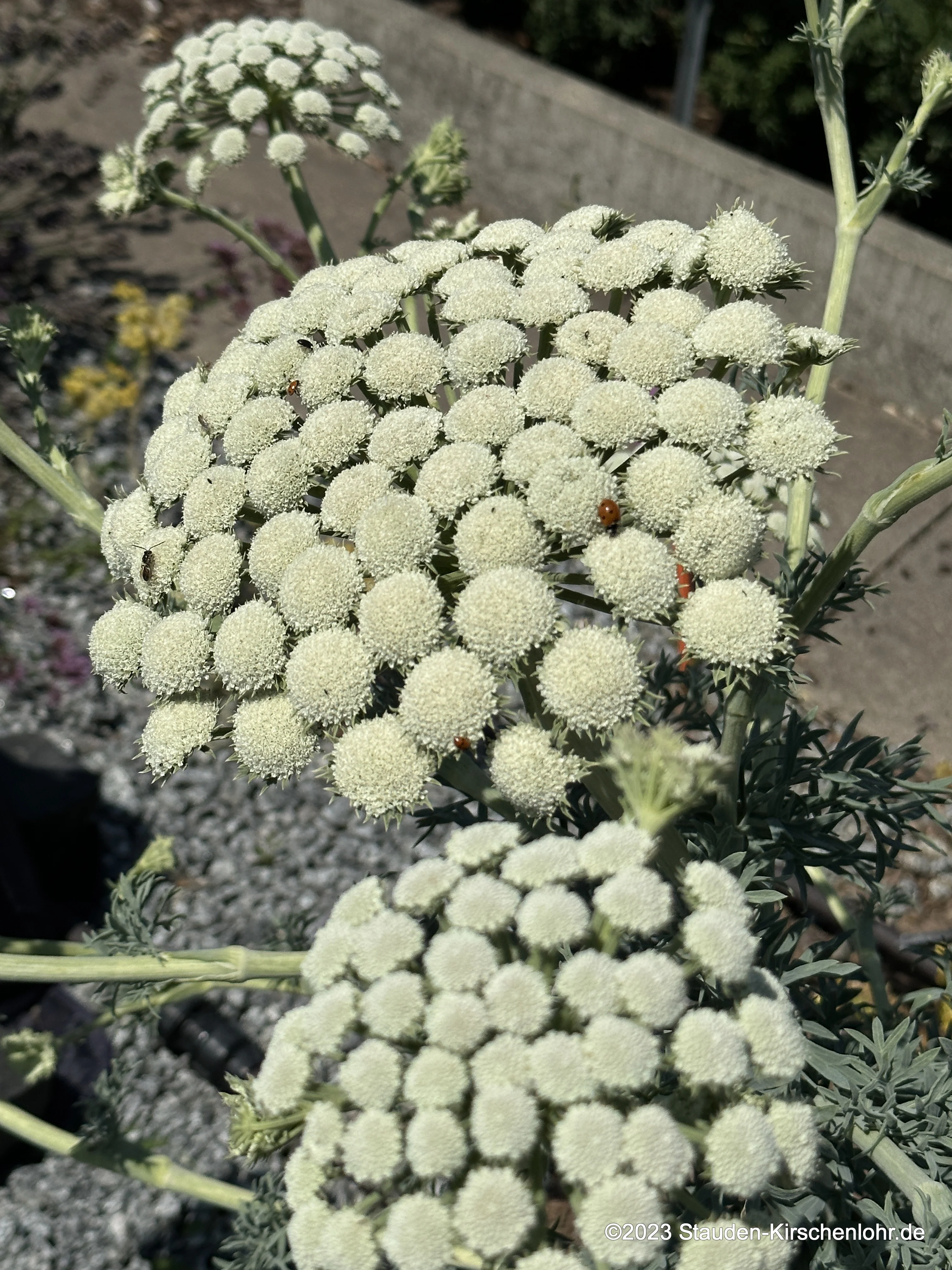 Seseli gummiferum