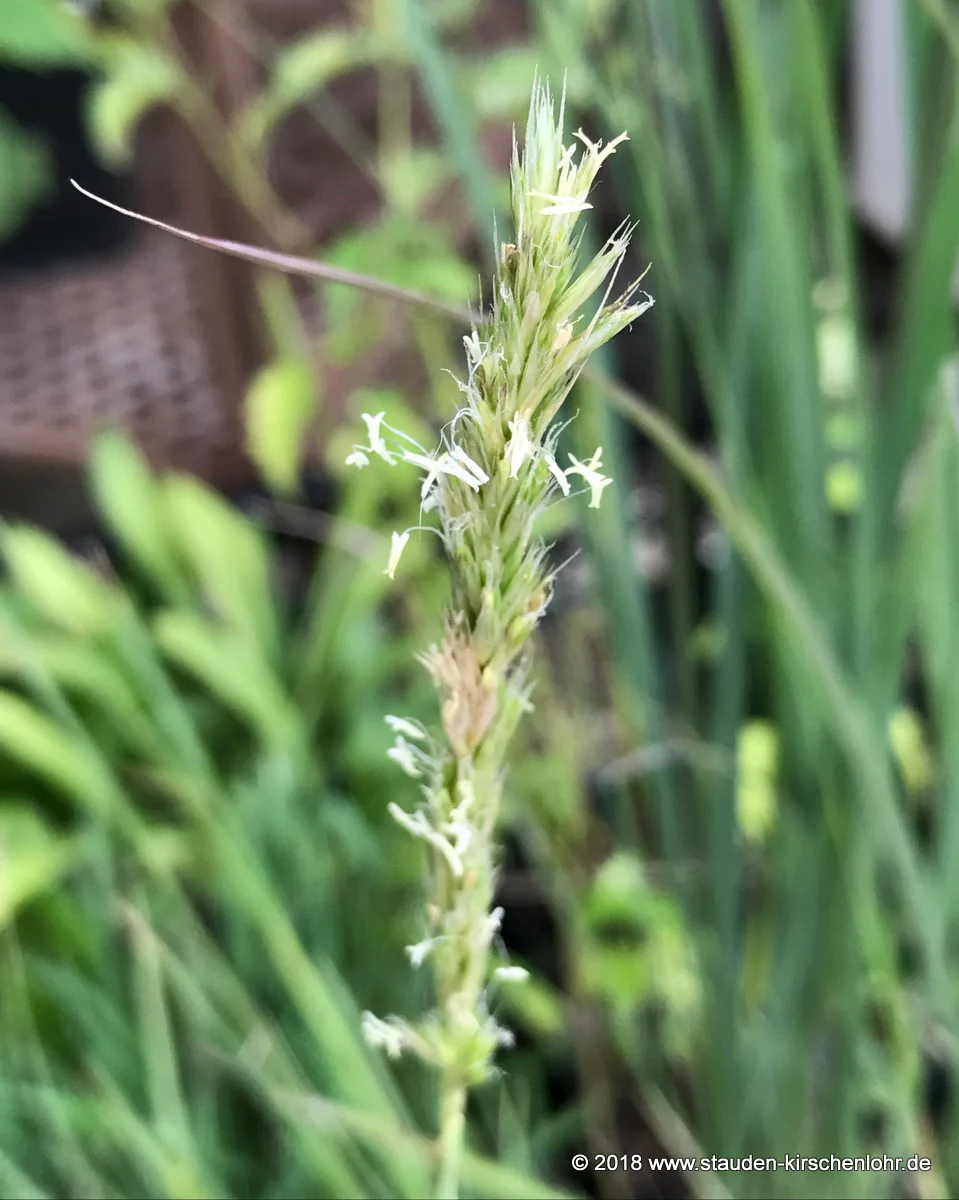 Sesleria autumnalis
