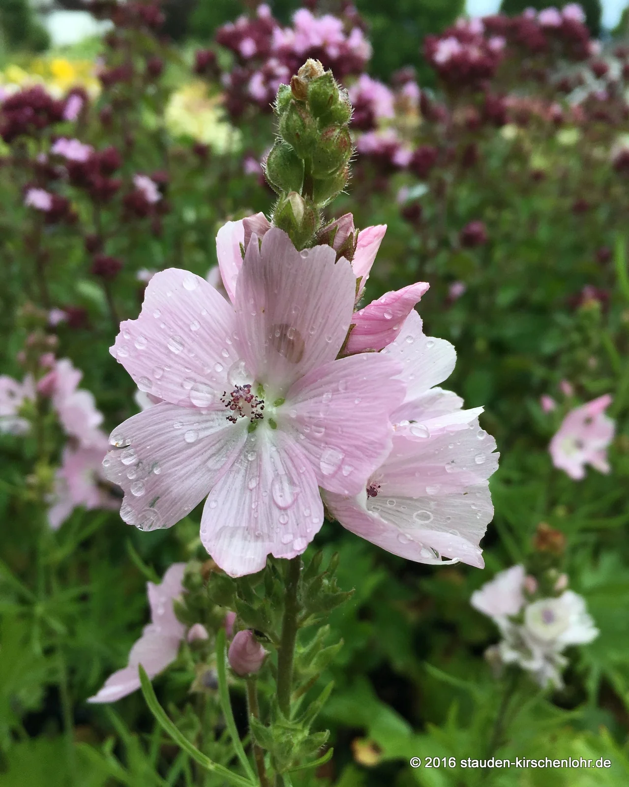 Sidalcea malviflora 'Elsie Heugh'