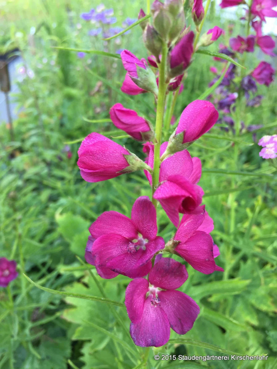 Sidalcea oregana 'Brilliant'
