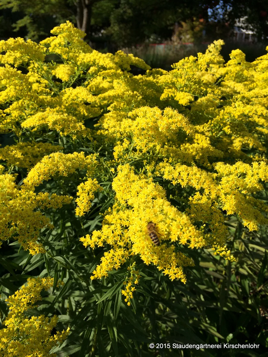 Solidago 'Loysder Crown'