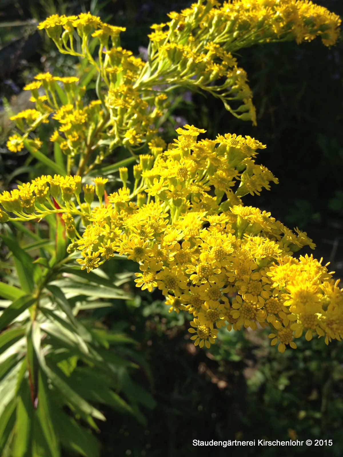 Solidago petiolaris var. angusta 'Ha Ha Tonka'