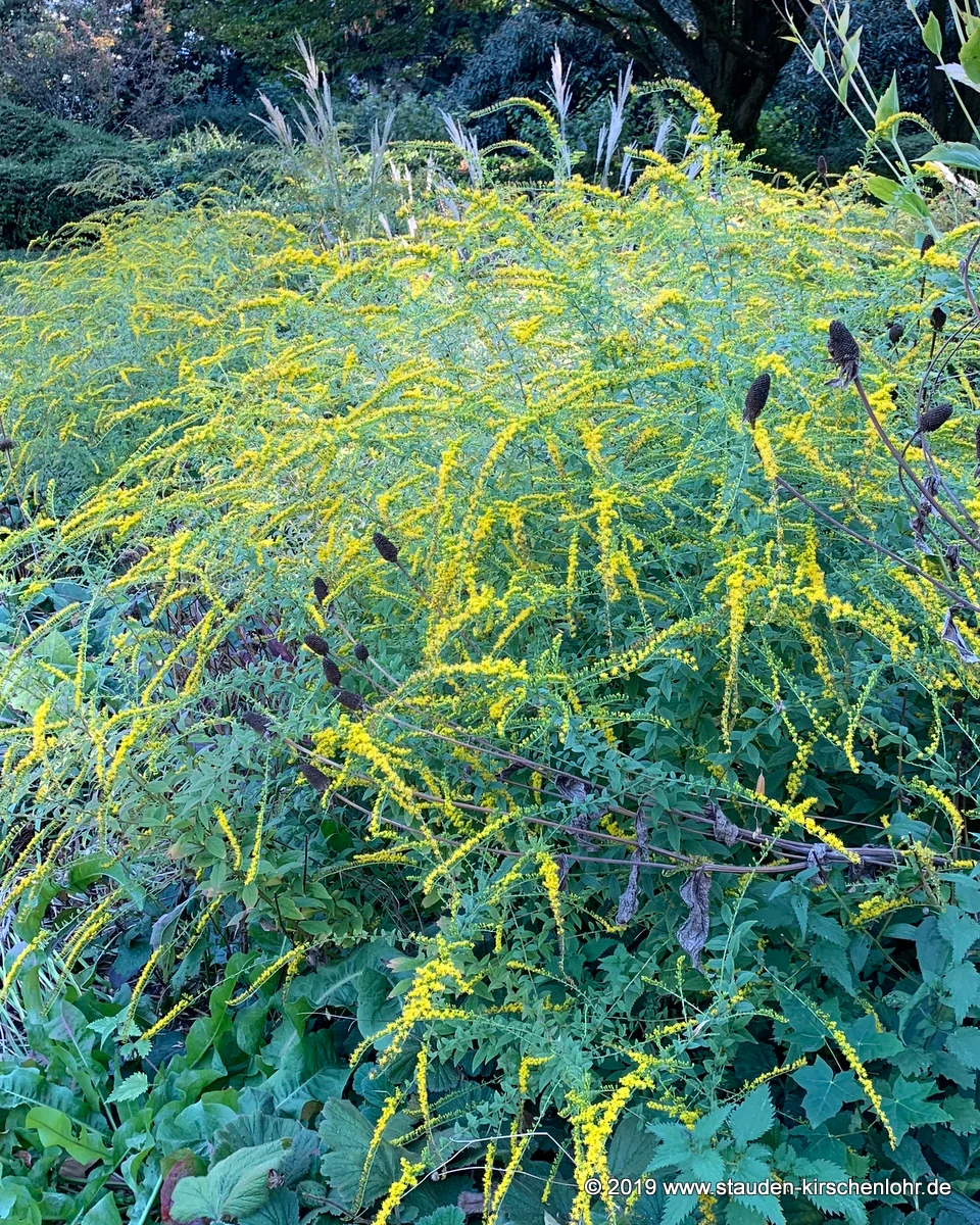 Solidago rugosa var. aspera 'Fireworks'
