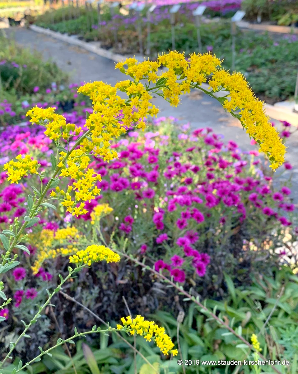 Solidago shortii 'Solar Cascade'