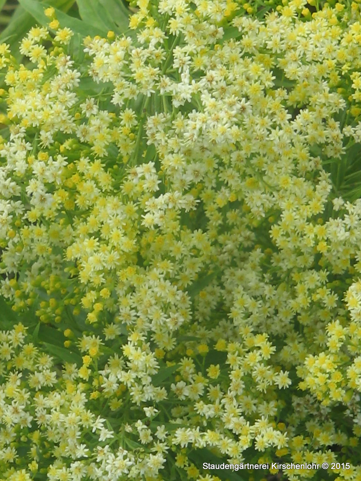 Solidago x lutea 'Lemore'