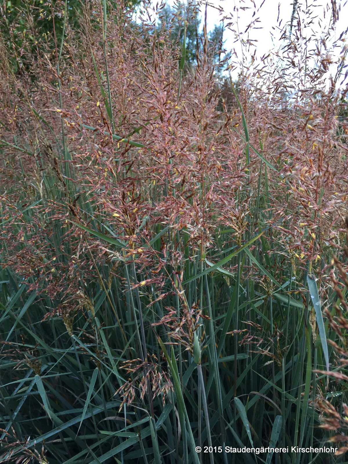 Sorghastrum nutans 'Indian Steel'