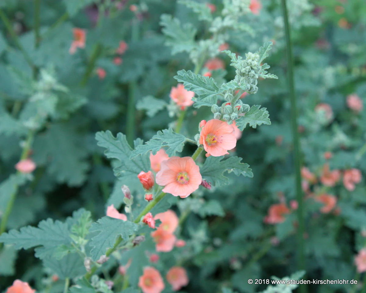 Sphaeralcea incana