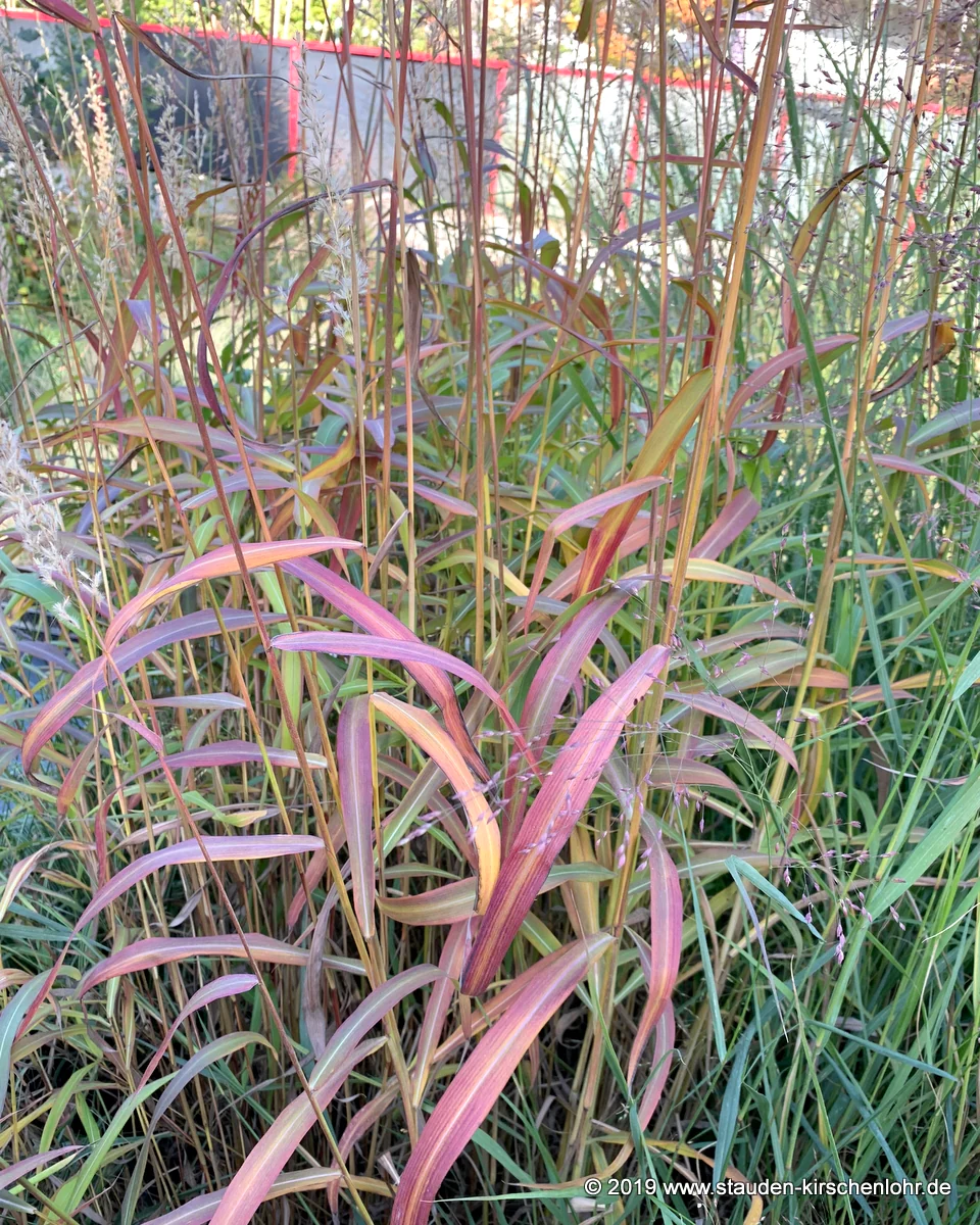 Spodiopogon sibiricus 'West Lake'