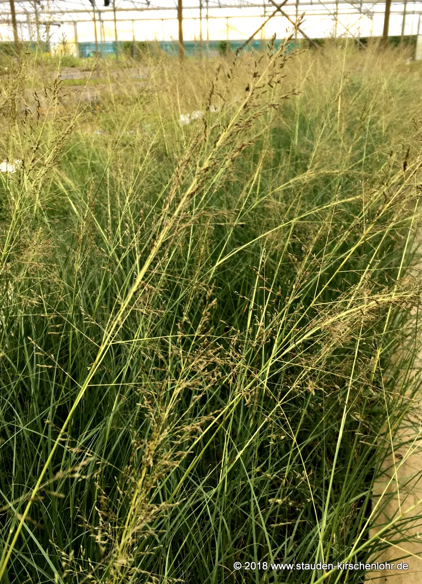 Sporobolus airoides