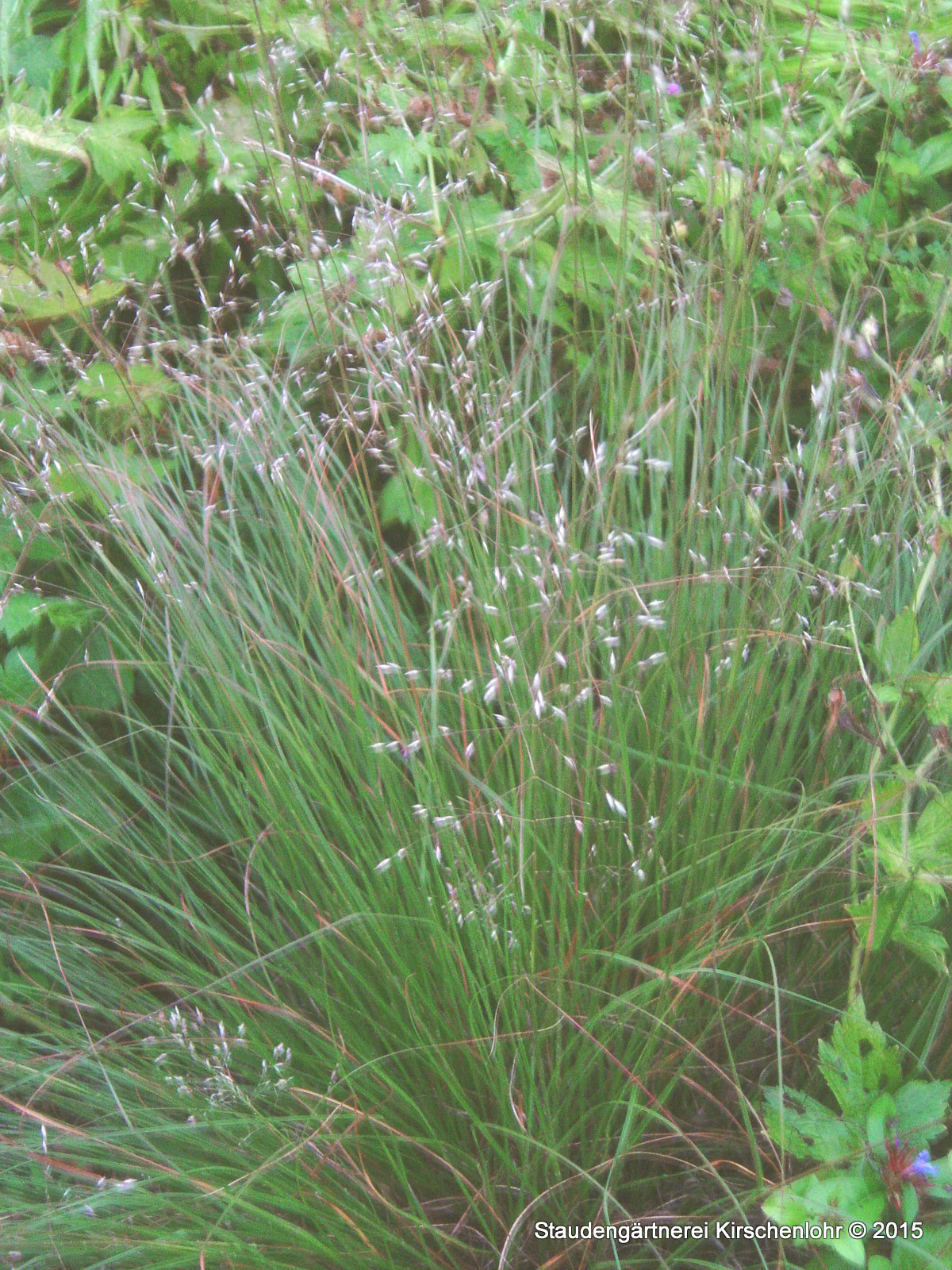 Sporobolus heterolepis 'Odorous Cloud'