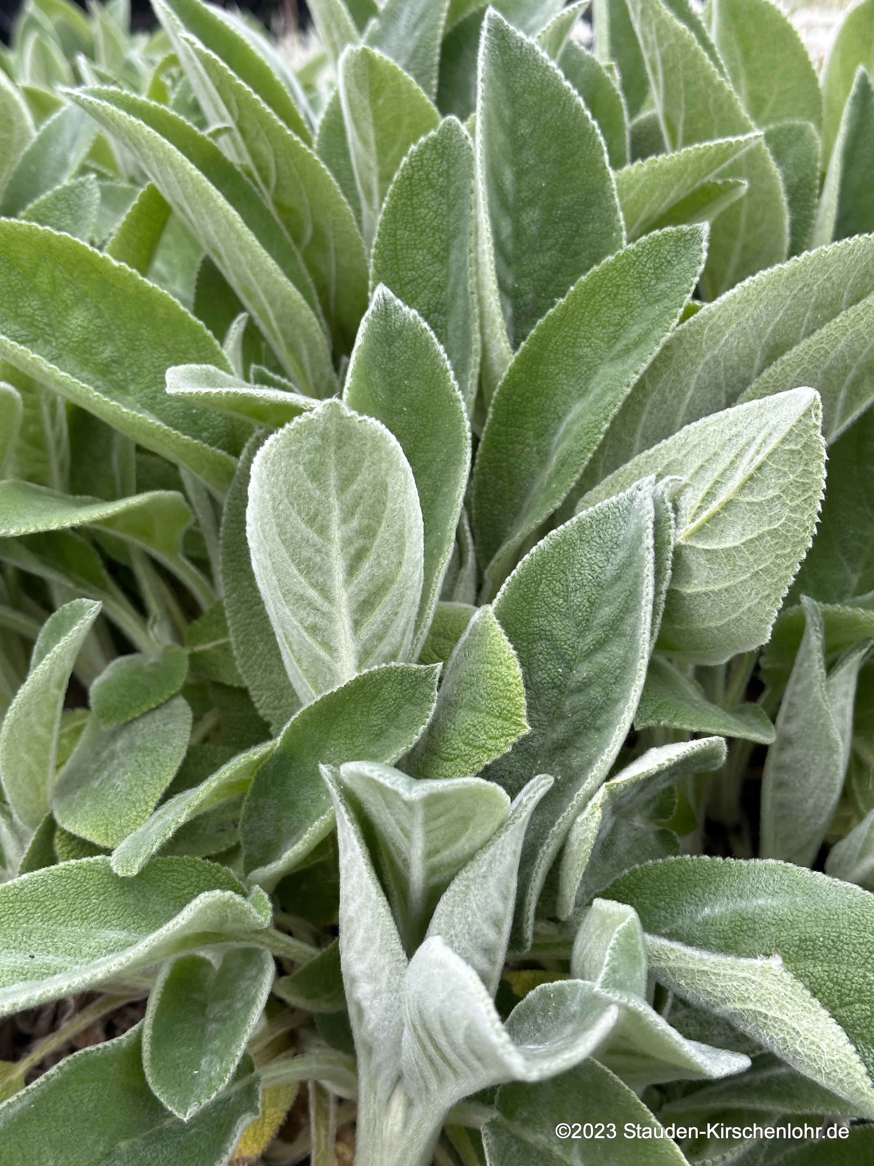 Stachys byzantina 'Big Ears'