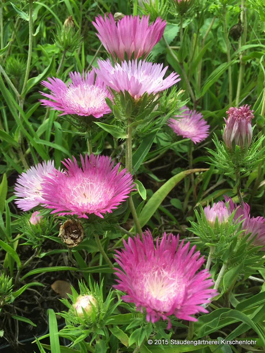 Stokesia laevis 'Colorwheel' ®