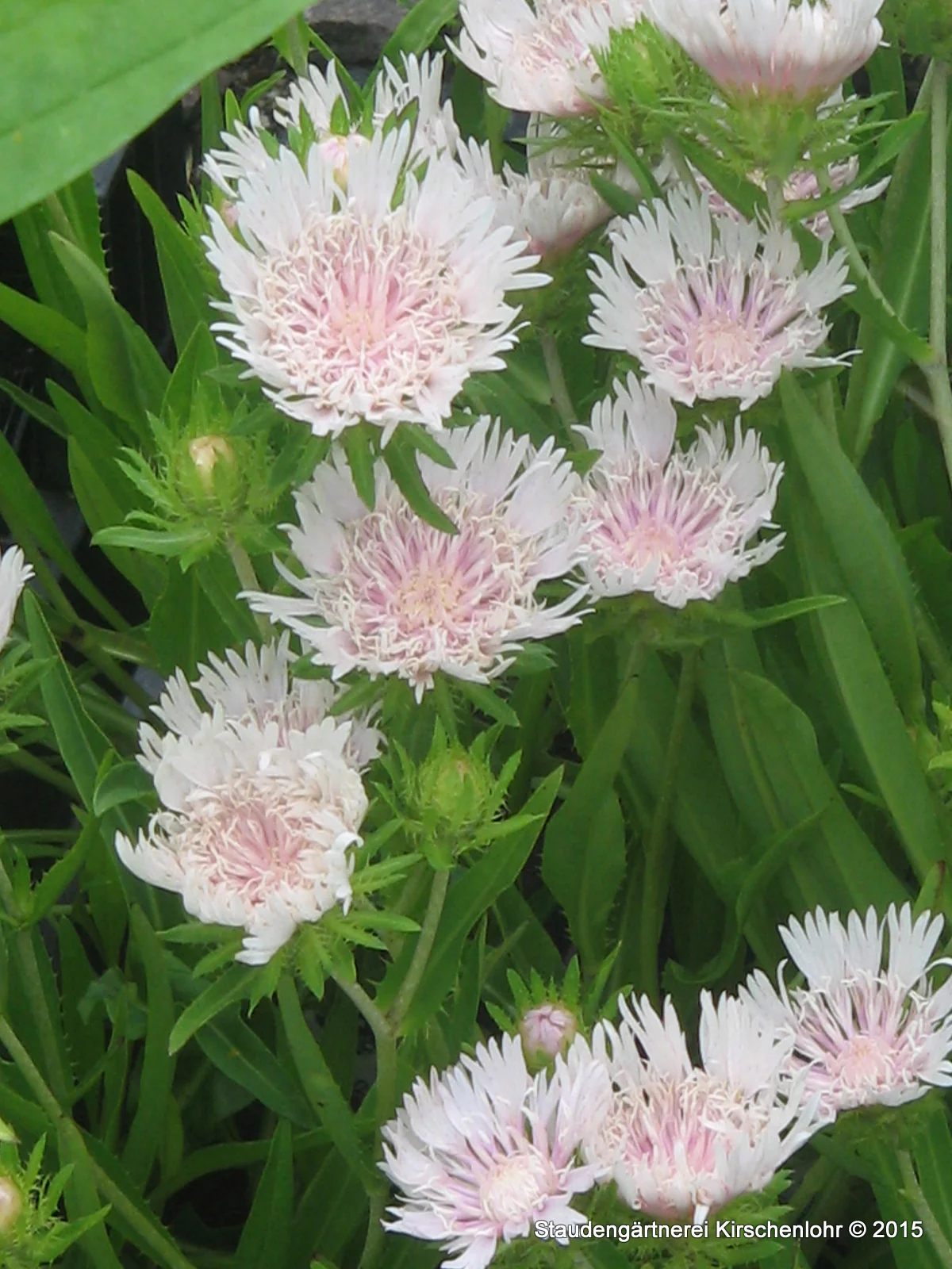 Stokesia laevis 'Silver Moon'