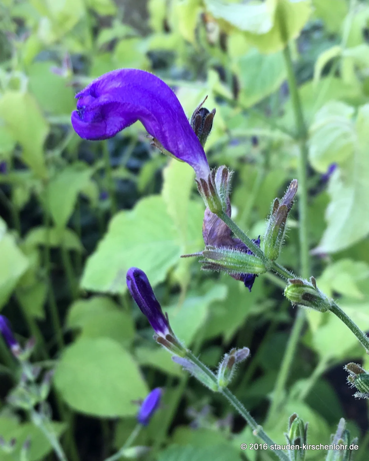 Strobilanthes atropurpurea