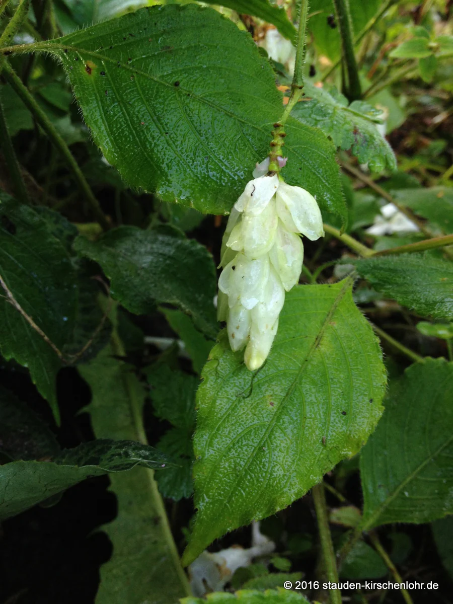 Strobilanthes nutans