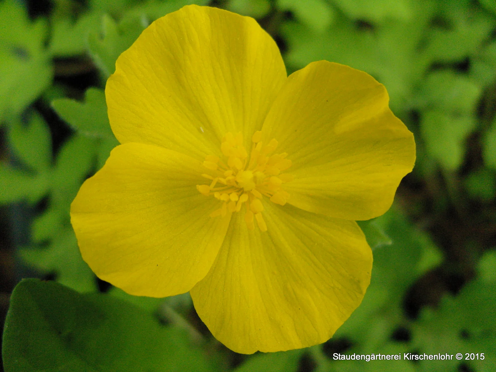 Stylophorum diphyllum