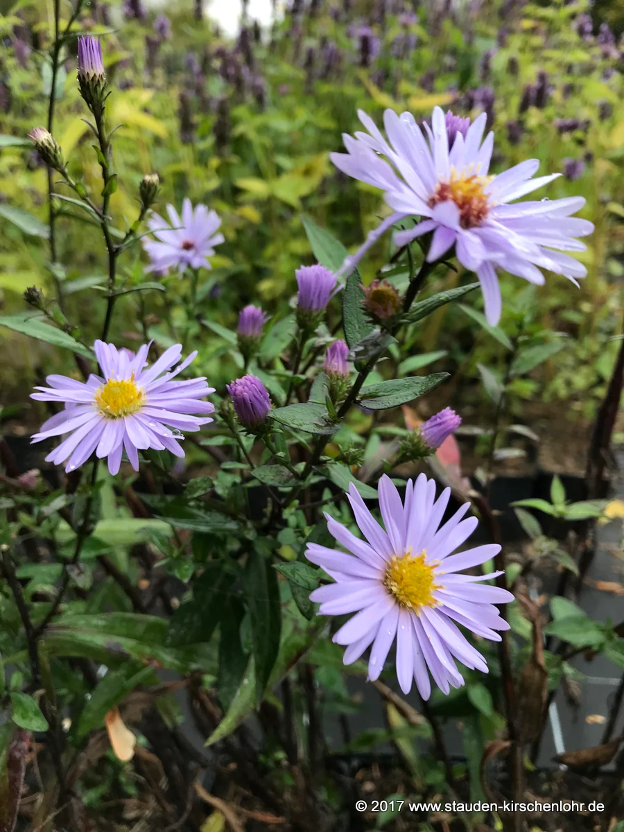 Symphyotrichum 'Calliope'