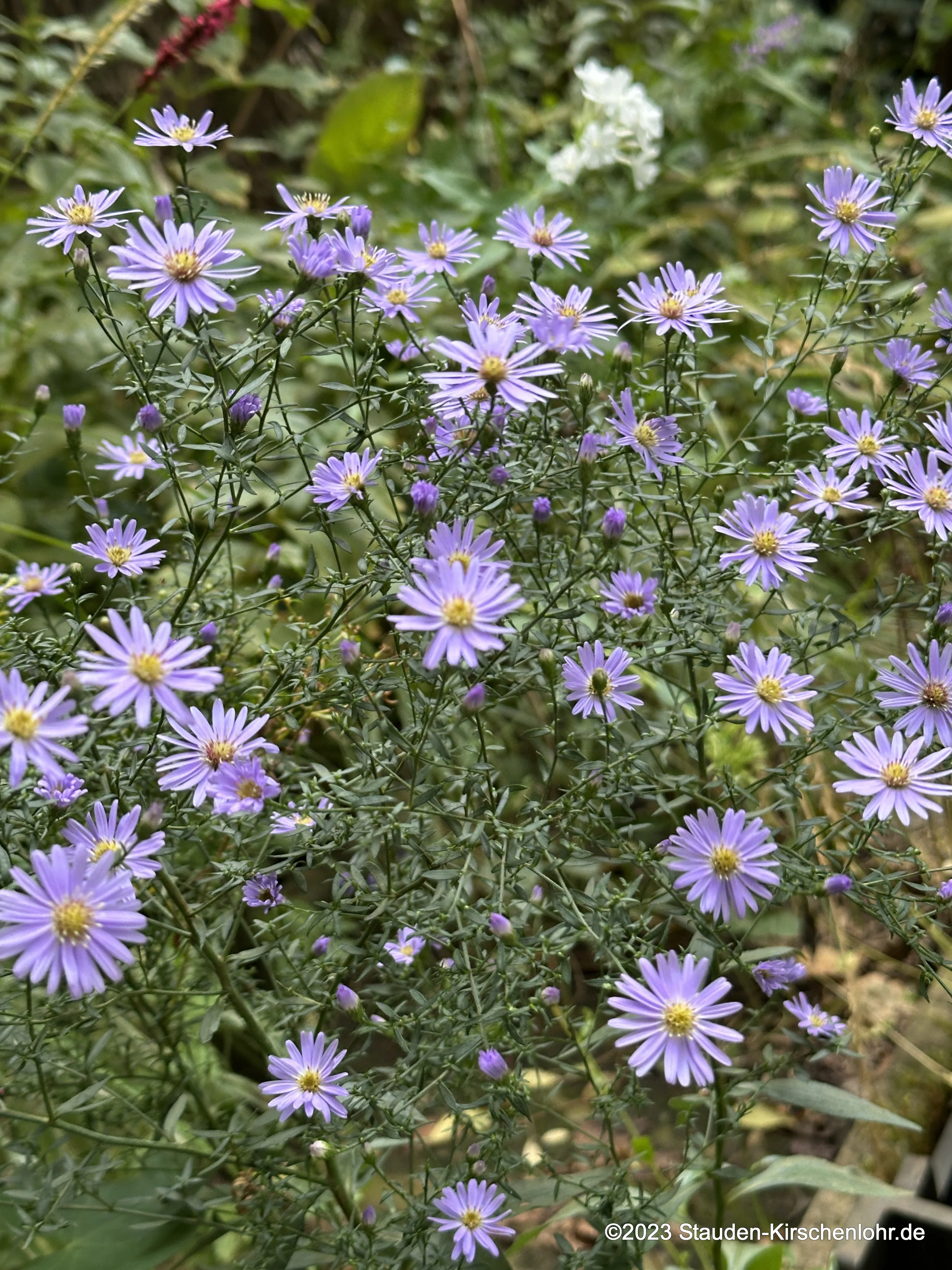 Symphyotrichum cordifolium 'Blue Heaven' NIS