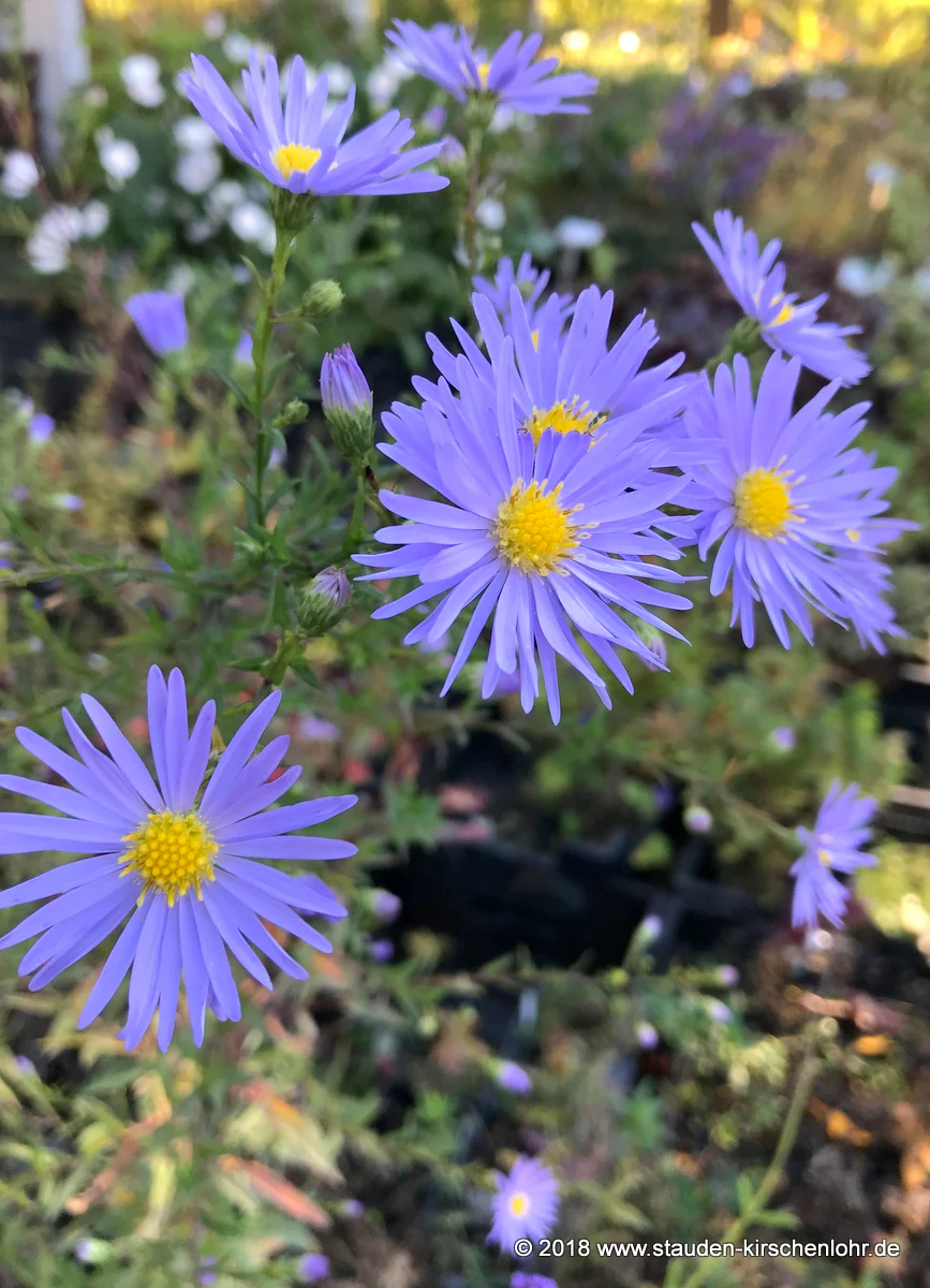 Symphyotrichum laeve 'Novemberblau'