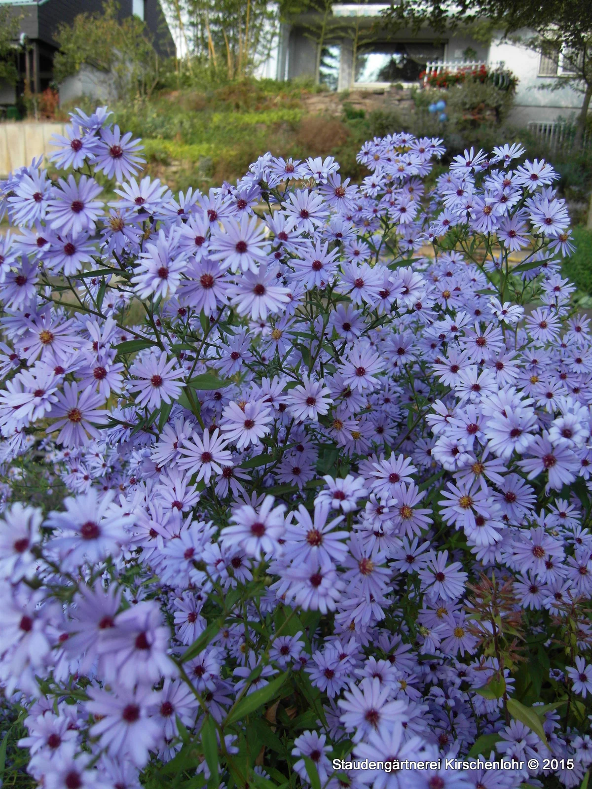 Symphyotrichum 'Little Carlow'