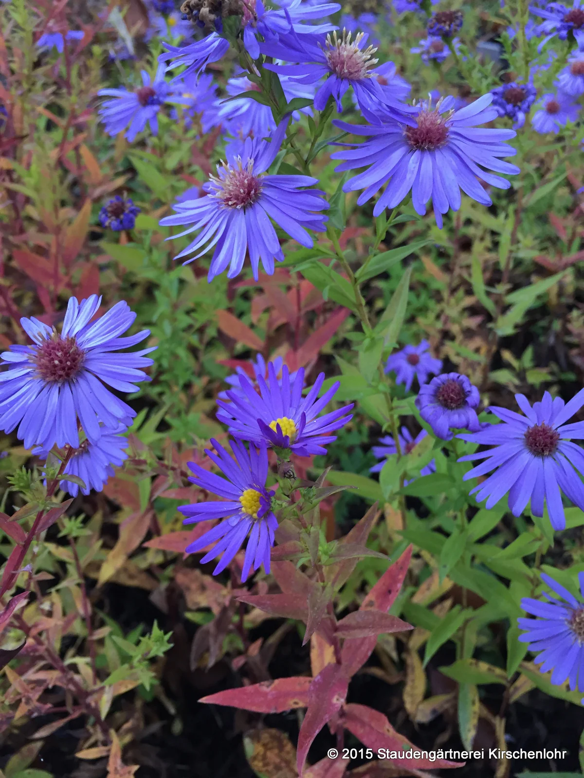 Symphyotrichum novi-belgii 'Dauerblau'