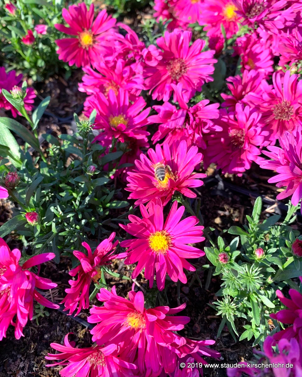 Symphyotrichum novi-belgii 'Royal Ruby'