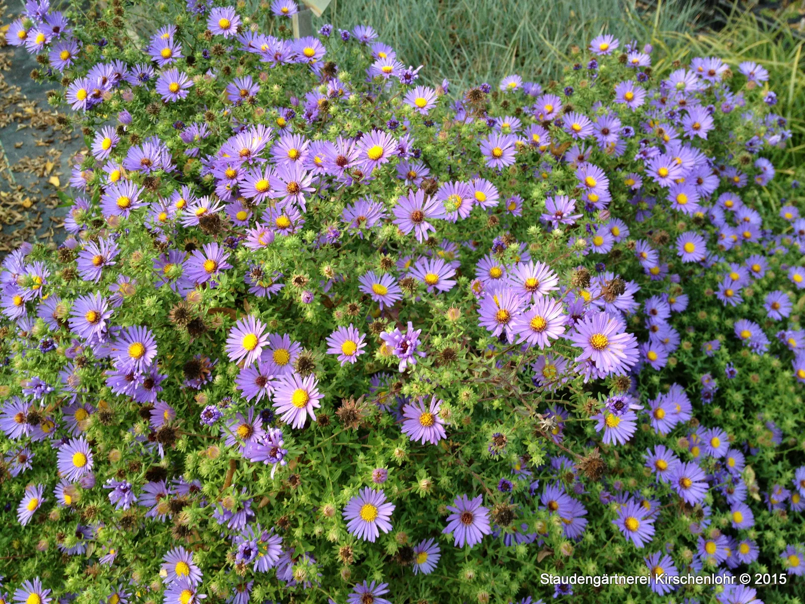 Symphyotrichum oblongifolium 'October Skies'
