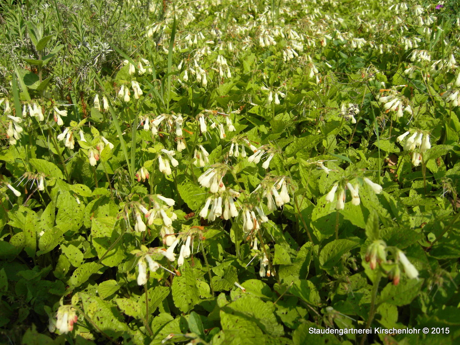Symphytum grandiflorum
