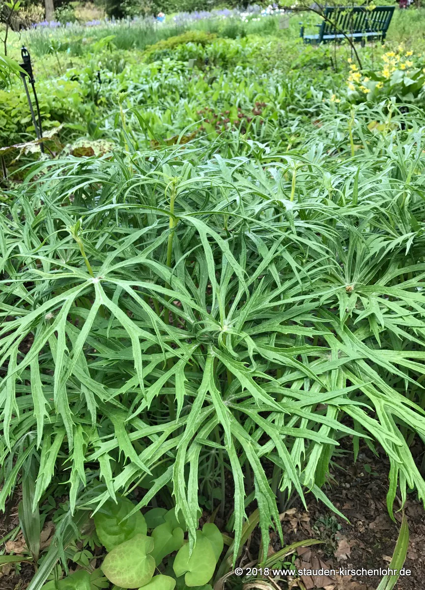 Syneilesis aconitifolia