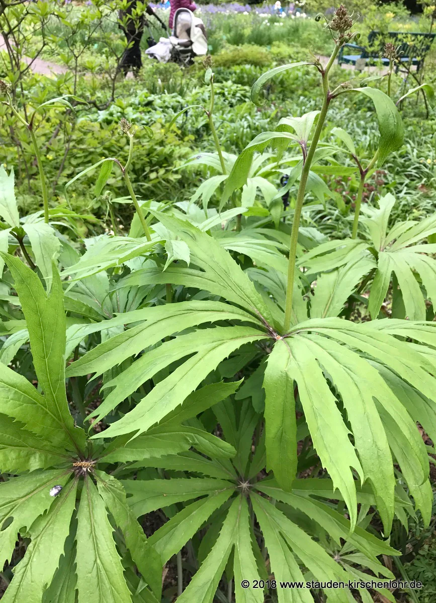 Syneilesis palmata