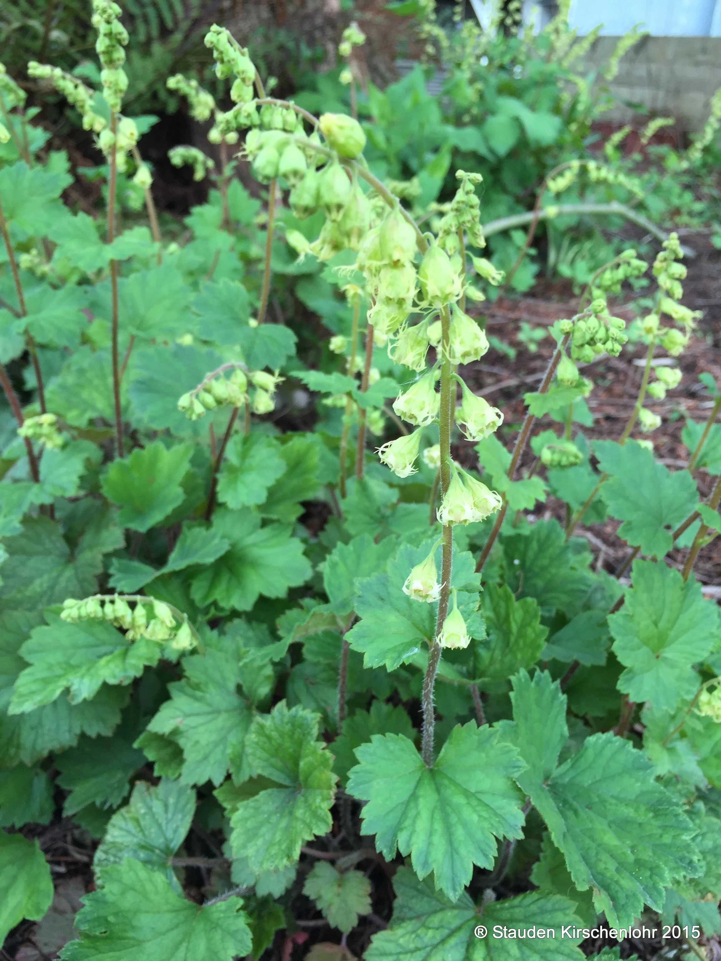 Tellima grandiflora