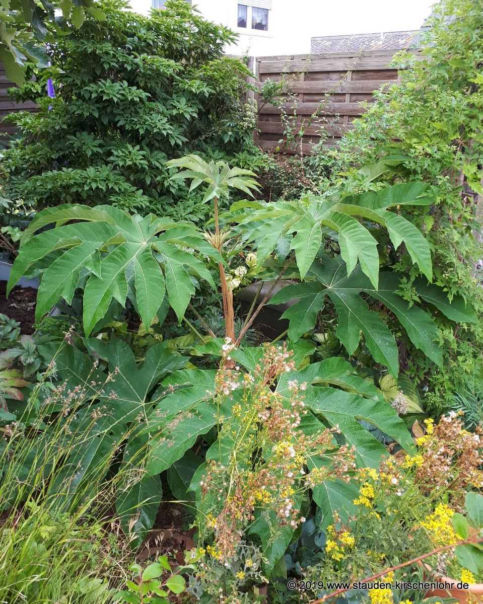 Tetrapanax papyrifer 'Rex' - BSWJ1925