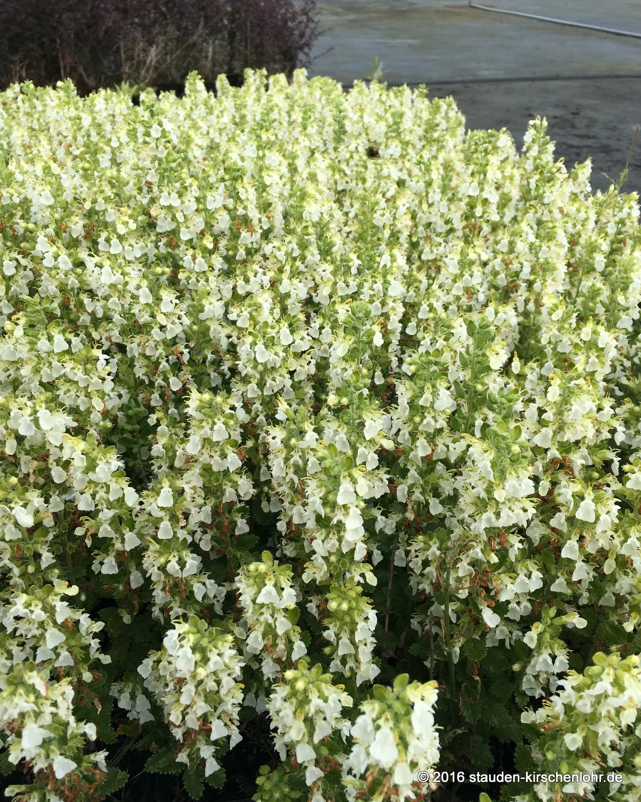 Teucrium chamaedrys 'Album'